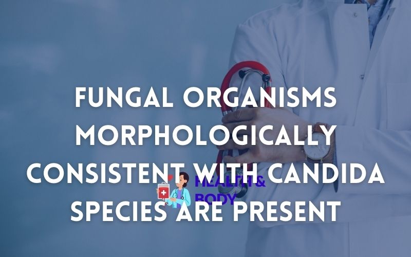 Fungal organisms morphologically consistent with candida species are present