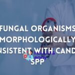 Fungal organisms morphologically consistent with candida spp