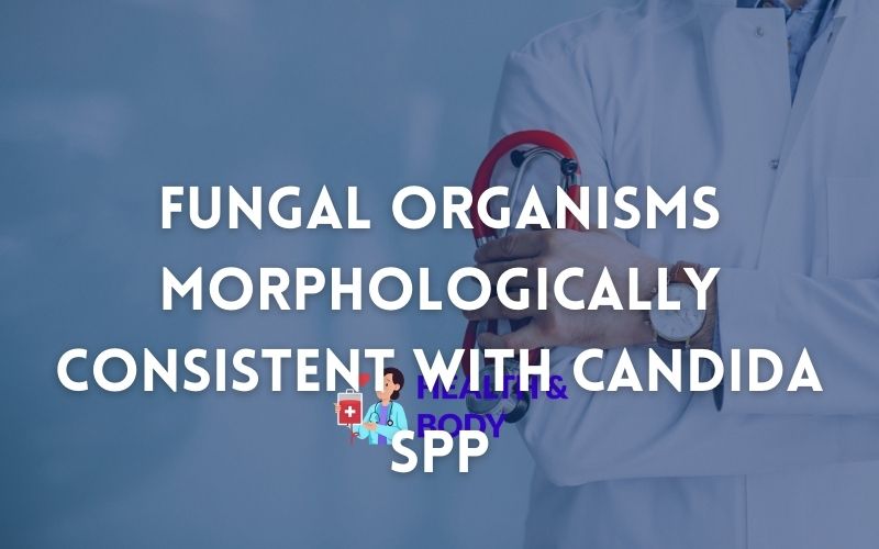 Fungal organisms morphologically consistent with candida spp