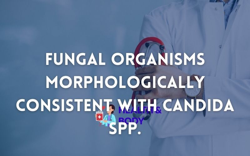 Fungal organisms morphologically consistent with candida spp.