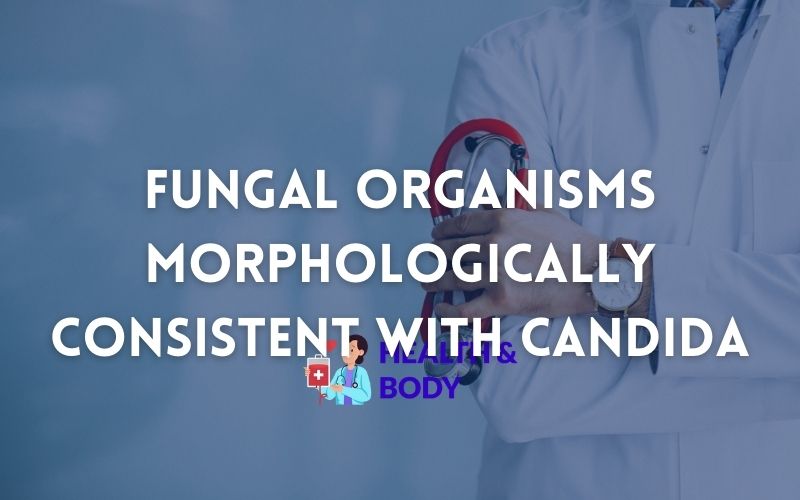 Fungal organisms morphologically consistent with candida